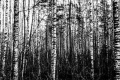 ©IvarsKukainis