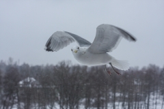 ©IvarsKukainis