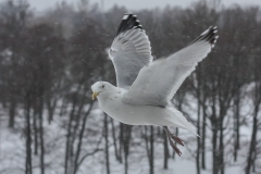 ©IvarsKukainis