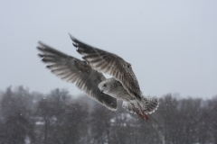 ©IvarsKukainis